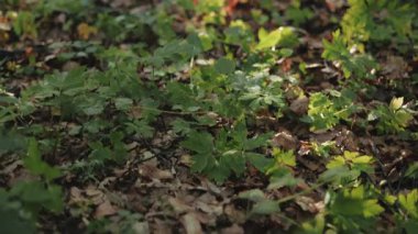 Jack Russell Terrier, sık orman ışığında yaprakların ve bitkilerin arkasında çoğunlukla gizlidir. Köpeklerin kulaklarının ve sırtlarının sadece bir kısmı görülebiliyor..