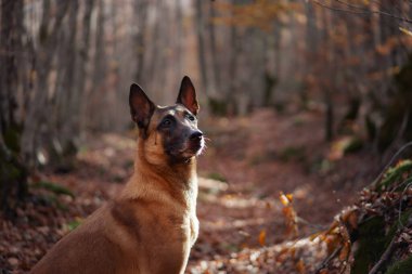 Bir Belçikalı Malinois sonbaharda yapraklı bir orman patikasında dikilirken yukarı bakar. Köpeğin özenli duruşu çevrenin doğal atmosferini tamamlar..