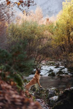 Belçikalı bir Malinois renkli sonbahar yapraklarıyla çevrili sığ bir orman deresini dikkatle keşfeder. Işık ve suyun etkileşimi huzur sahnesine derinlik katar..
