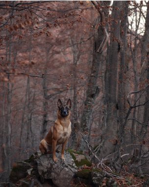 Belçikalı bir Malinois, arka planda sık ağaçlar olan bir ormanın ortasındaki bir kayanın üzerinde oturuyor. Sakin doğal ortam, köpeğin dikkatli ifadesini vurgular..