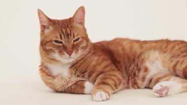 A ginger cat lies with its body resting and its head upright in a relaxed pose. The image focuses on the gentle posture and fur texture.
