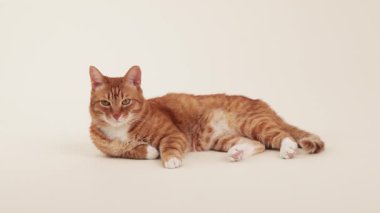 A ginger tabby cat lies on its side, fully stretched and relaxed. The lighting is soft and the setting minimalistic, highlighting the fur pattern.