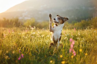 A dog jumps upright in tall grass, paws reaching high toward something unseen. The sunset casts warm light behind.
