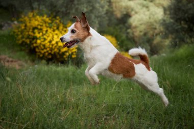 Jack Russell güneşli alanda büyük bir sıçrama yaptı. Kuyruk ve kulaklar havada, mükemmel bir şekilde orta atlama..