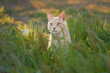 Odaklanmış kedi, altın ışıkta uzun otların arasında düşük kalır..