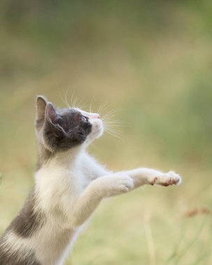 The playful kitten stands tall while bouncing off its hind legs. The soft sunlight and background blur emphasize its motion.
