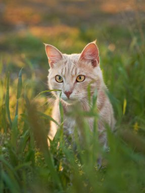 Cat with upright ears and wide eyes stands still in grassy meadow lit by sun.