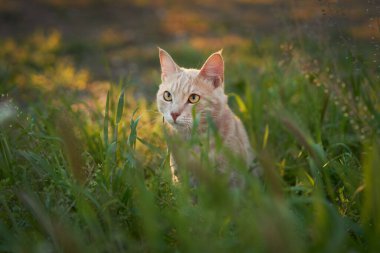 Ginger cat steps through field grass looking ahead in warm sunlight.