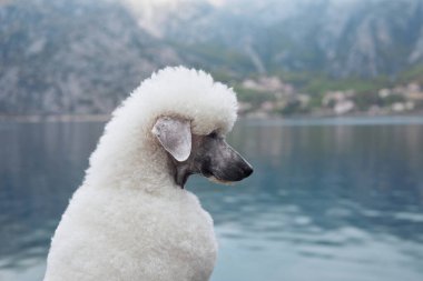 A white Poodle gazes over the lake, appearing deep in thought. The dog calm demeanor blends with the serene environment.