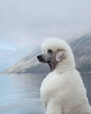 A white Poodle sits quietly by the lake, with a view of the mountains. The dog relaxed posture blends with the serene environment.