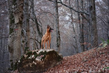 Bir Belçikalı Malinois, ormanın ortasındaki bir kayanın üzerinde gururla duruyor. Etrafı uzun ağaçlarla çevrili. Yükselmiş konum ve doğal ortam güç ve güven verir..