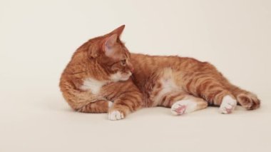 A ginger cat lies stretched out on a neutral surface, appearing calm. Its front paws are extended forward and its eyes are partially closed.