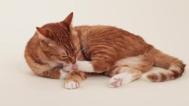 A ginger cat is caught mid-action while licking its paw in a quiet indoor setting. The fur and pose show a grooming routine in progress.