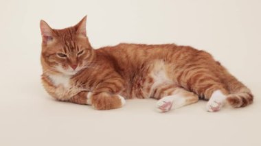 A ginger tabby cat lies lengthwise on a clean surface with its tail outstretched. The cat appears calm and at ease in the neutral setting.