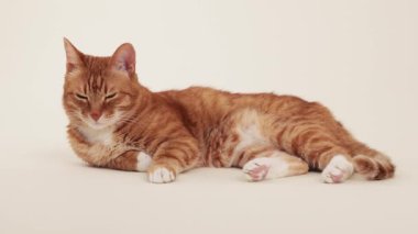 A ginger cat lies comfortably while looking slightly upward with alertness. The background is soft beige and the composition is focused on posture.