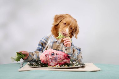 A Nova Scotia Duck Tolling Retriever wearing a plaid shirt sits behind a gourmet plate of raw meat garnished with greens. The well-lit indoor scene emphasizes the dogs calm and poised demeanor.