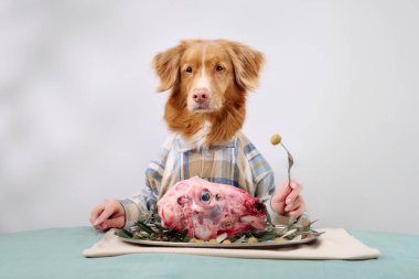A Nova Scotia Duck Tolling Retriever wearing a plaid shirt sits at a dining table with a gourmet meal of raw meat and greens. The well-lit setup highlights the dogs attentive and calm demeanor.