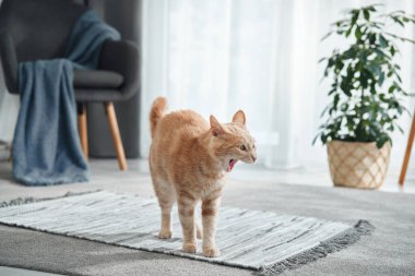 Kızıl bir kedi, kapalı alandaki bitkilerin yanında açık renkli bir halıda yürüyor. Evcil hayvan kuyruğu dik ve duruşu kendinden emin ve sakindir..