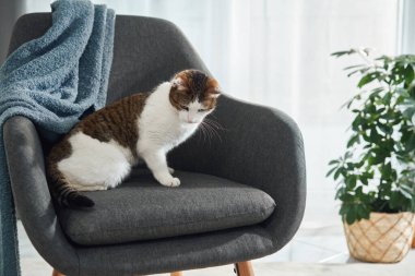 Üç renkli bir kedi modern gri bir sandalyeden inmeye başlar. Mavi bir battaniye ve saksı bitkisi iç mekanı tamamlıyor..