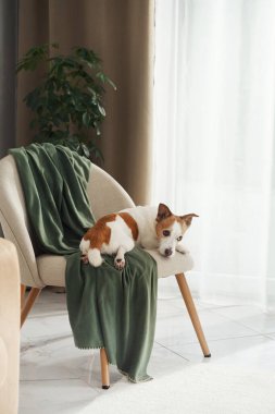 A side view of a Jack Russell Terrier lying along the edge of a beige chair, paws relaxed, looking outward from a cozy setup.