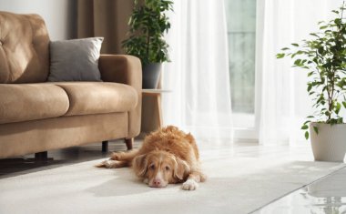 A Nova Scotia Duck Tolling Retriever lies flat on a white rug near beige furniture in a soft-lit interior.