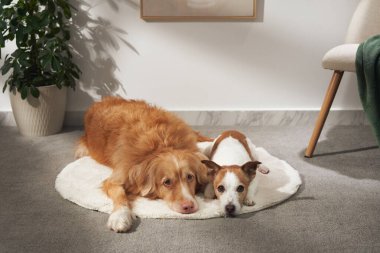 A retriever and a Jack Russell lie side by side on a white rug in a bright, minimal interior near plants.