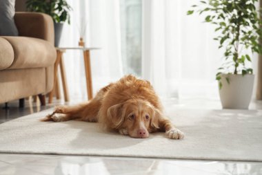 A Nova Scotia Duck Tolling Retriever stretches out on a bright white rug with its legs extended and head down, next to a beige sofa.