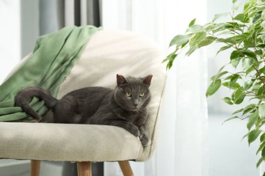 Gray cat comfortably curled up on soft chair near window and plants