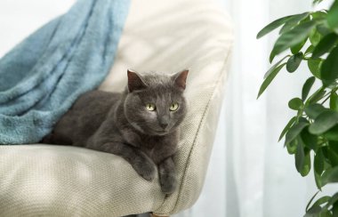 Gray feline resting on blue throw on indoor chair next to tall plants