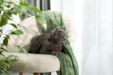 Gray short-haired cat grooming itself on cozy white chair near window