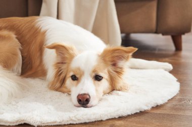 Dog lies on a round white carpet next to a brown sofa. Room lighting and composition are calm and cozy.