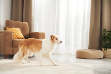 Bordercollie walks beside a modern couch with a yellow pillow. Natural light fills the scene with calm tones.