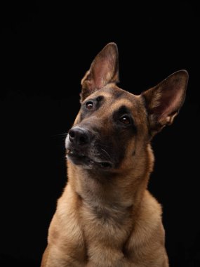 Bir Malinois, odaklanmış ifade ve koyu kontrast ile yumuşak dramatik ışıklandırmada başını sağa çevirir.