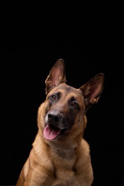 Belçikalı bir Malinois ilgi gösteriyor, ağzı açık ve dili kalkmış, ortada oturuyor..