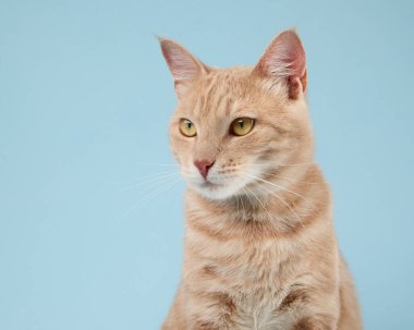 Kedi hafif sola odaklanmış ve sakin görünüyor. Turuncu ceketi yumuşak ışıkta parlıyor..