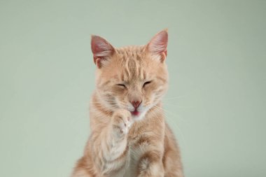 Kedi patisini ağzının yanında dinlendiriyor ve gözleri kapanmak üzere. Sakin ifade ve kürk ayrıntıları barışçıl bir hava yaratır..