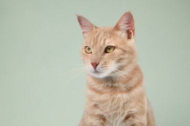 Sakin bir kızıl kedi sağına bakar, tetikte durur. Nane yeşili arka plan yumuşak bir ton ekler.