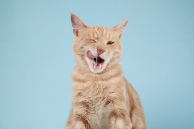 Kedi yukarı bakarken pembeleşir. Dudaklarını tımar etmiş gibi görünüyor..