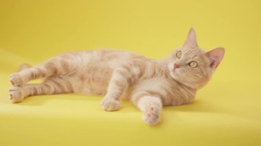 Ginger cat lies sideways on yellow surface with closed eyes. Captured in still frame.