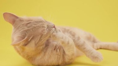 Ginger cat lying sideways licking its side on a yellow floor. Shot in soft light.