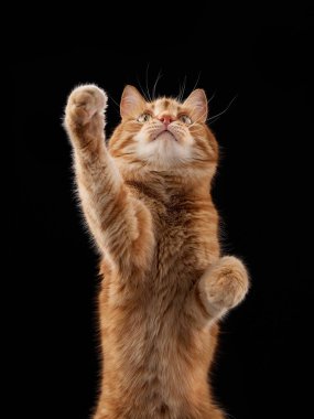 Kızıl bir kedi dik otururken bir patisini uzatır. Gözleri geniş ve bir pençesi açık..