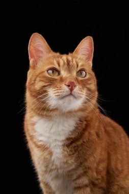 Yumuşak bakışlı kızıl bir kedinin yakın plan portresi. Siyah arkaplana karşı sakin bir duruşta yakalandılar.