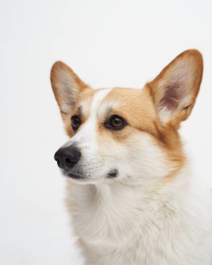 Beyaz arka planda düz bir Galli Corgi 'nin düz oturma pozu