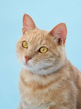 Kediler portre görünümüne doğrudan bakmak için yan yana döndü.