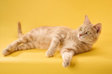 Kızıl kedi yan yatar, bir ön pençesi hafifçe kalkar..