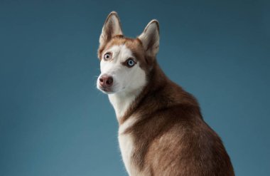 Sibirya Husky 'si başını hafifçe yana çevirir, kulakları merakla havalanır. Yumuşak ışıklandırma ve koyu mavi arkaplan çarpıcı bir karşıtlık yaratır.