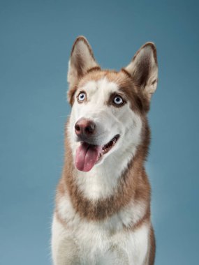 Parlak bir ifadeye sahip mutlu bir Sibirya Husky 'si canlı mavi bir arkaplanda oturuyor. Ağzı açık ve perçinli kulakları enerjik ve dostane bir tavır sergiliyor..