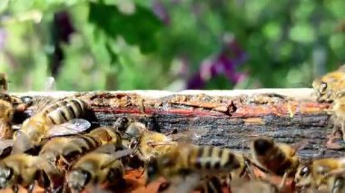 Arı kovanının üst köşesinde hareket eden bal arılarının yakın plan çekimleri. Çiçeklerin ve yeşilliğin yumuşak, bulanık arka planı. Barışçıl doğa ya da tarım temaları için ideal.