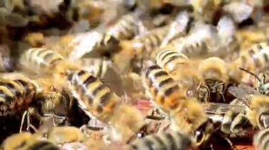 Bal arılarının doğal bir ortamda ahşap kovan çerçevelerinin üzerinde sürünmesi. Ayrıntılı, gerçekçi hareketli tarım, tozlaşma veya sürdürülebilirlik temaları için ideal.