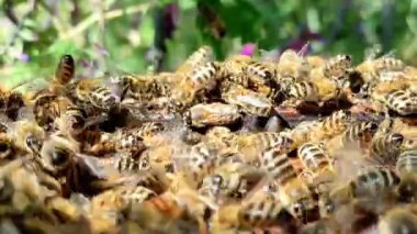 Kapağı kaldırıldıktan hemen sonra kovan çerçevelerinin üzerinde emekleyen bal arıları. Eğitim ve doğa içeriği için ideal bir arı kovanının içindeki aktif, doğal davranışı yakalar.